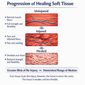 Progression of healing soft tissue from healthy to injured to scar tissue